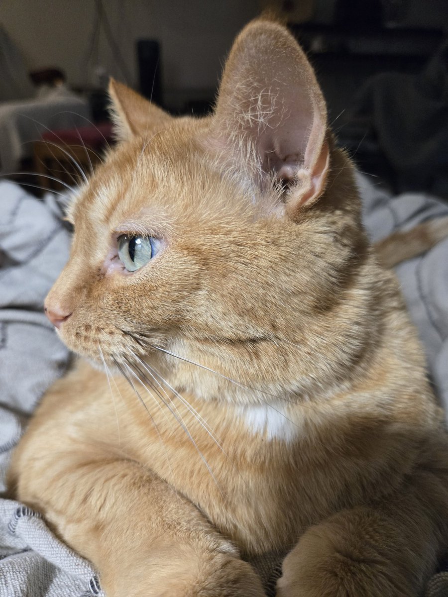 ✨️ Courtney Corologs II ✨️ tweet media