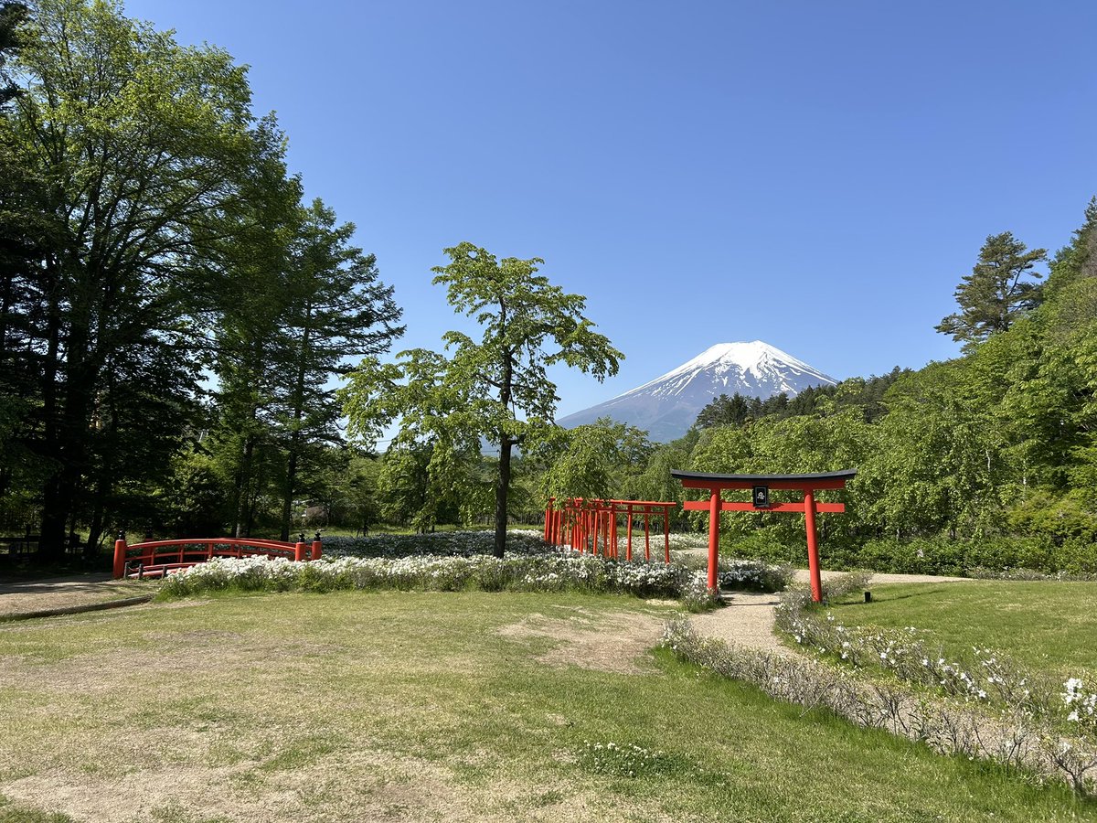 resolute1029's tweet photo. 今日は各所で真夏日になるとか
しのびの里の朝から強い日差しが降り注いでいます
そして季節先取りでセミが鳴き始めました
忍び寄る夏の気配を感じます
 #しのびの里
 #忍野しのびの里
 #今日の富士山 https://t.co/wuPt56s5Ny