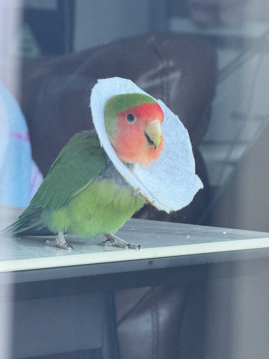 きょくちょV🦜 tweet media