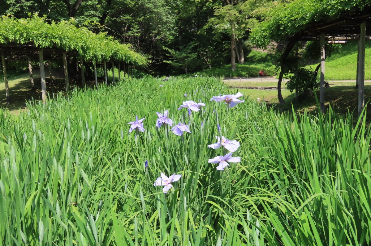 小石川後楽園 tweet media