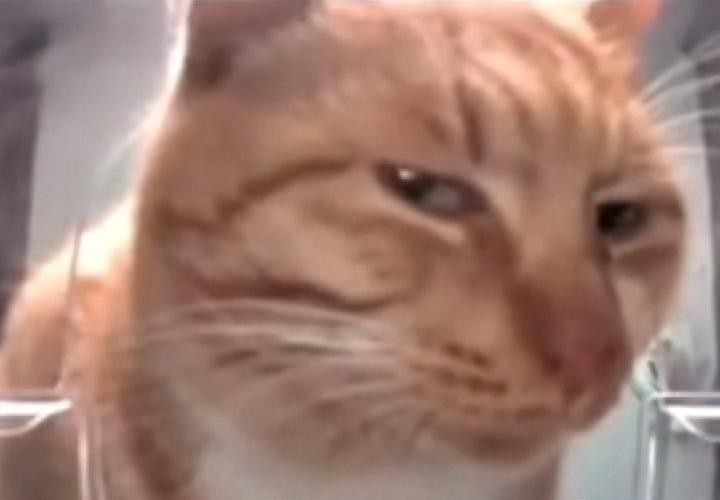 LavenderStormCloud tweet media