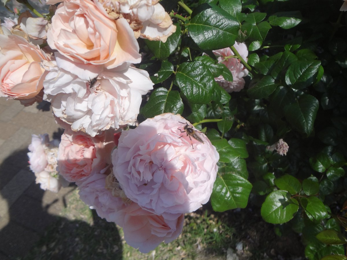 hayoire's tweet photo. 2026－05－18薔薇はきれいだったんですけど少し遅かった感の散り始め https://t.co/H7rJgGFiOx
