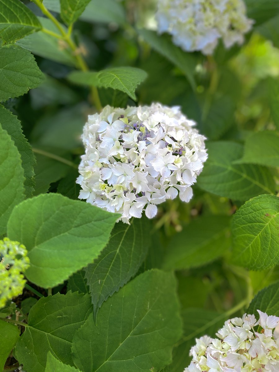 LoChecheR_'s tweet photo. 紫陽花が咲きはじめて涼しげ

いやいやいや30℃超え予報
まだ5月なのに🫠 https://t.co/xGIEyLTajP
