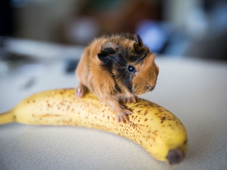 Guinea Pig tweet media