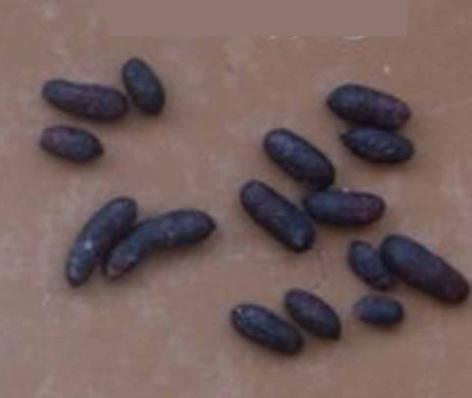 DPruss6's tweet photo. @fightvemodalen because the long-tailed pigmy rice rat pooped in some poorly accessible place in the camper, like in the back of a drawer or under a bed, and they didn't disturb the droppings until they started packing and cleaning? https://t.co/qobfVf9dfM