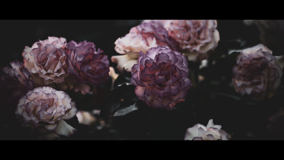 茨 | nigella field tweet media