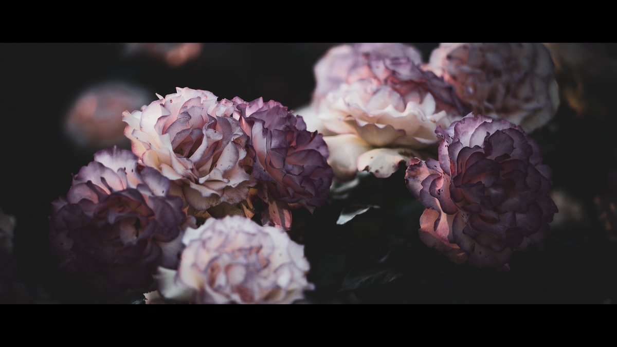 茨 | nigella field tweet media