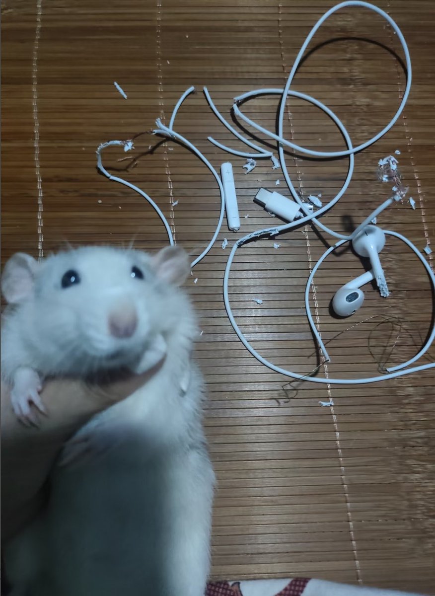 癒しの動物 tweet media