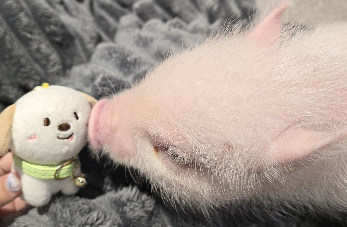 🐽น้องมิกุ ฮะ tweet media