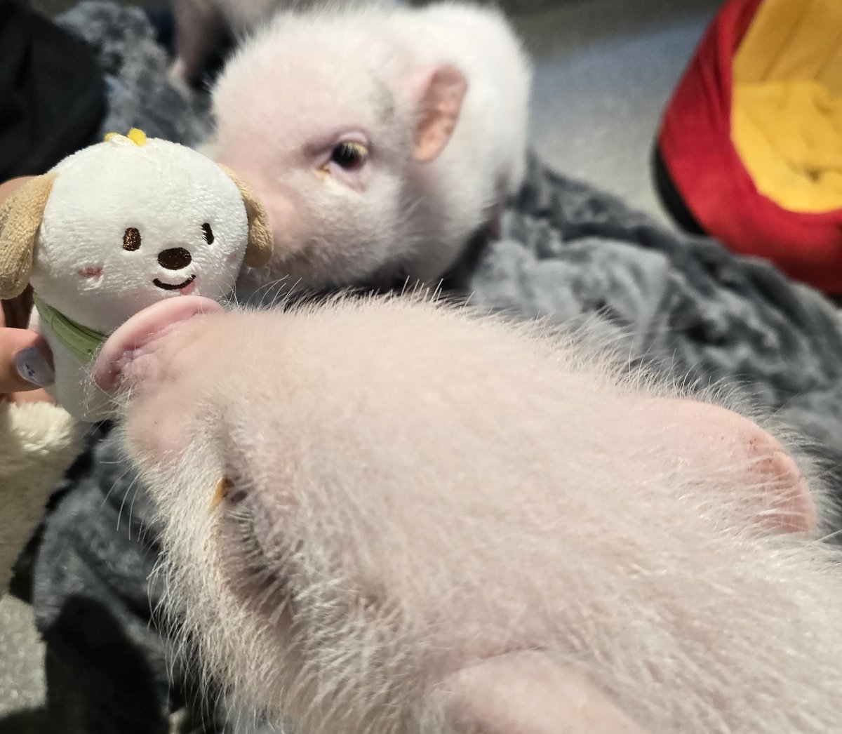 🐽น้องมิกุ ฮะ tweet media