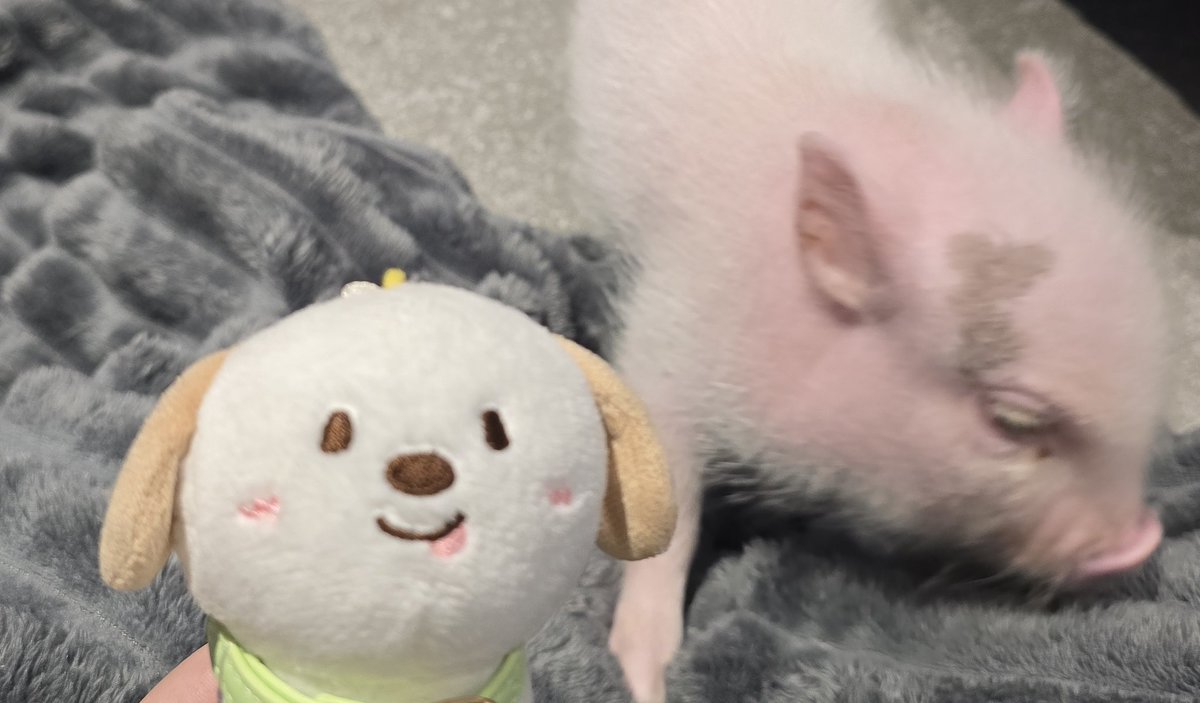 🐽น้องมิกุ ฮะ tweet media