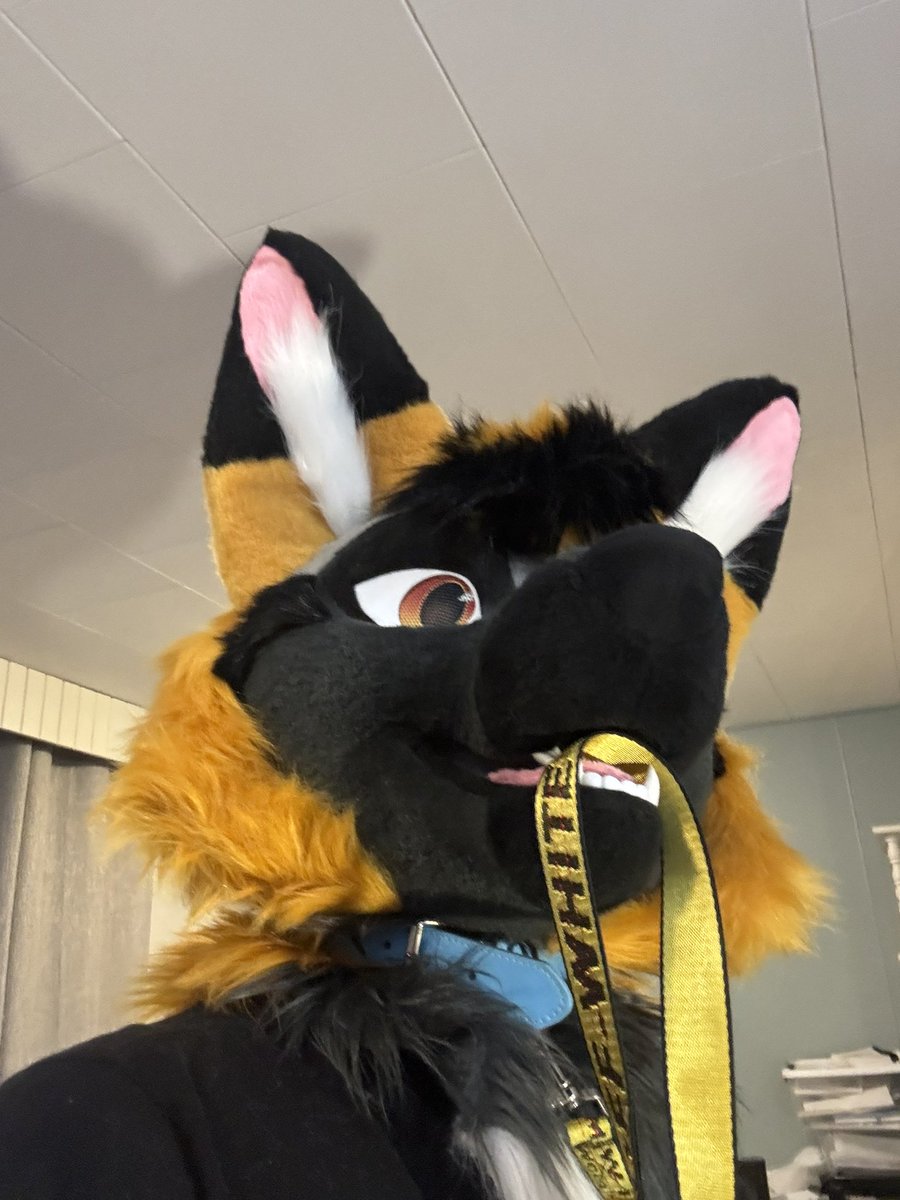 Summit🔜 Fur-EH tweet media