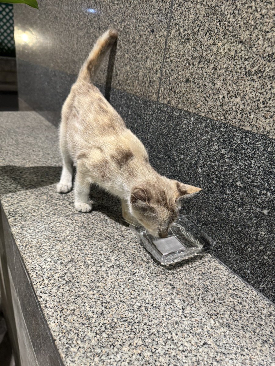 Catster & Co บ้านพักพิงแมวจร tweet media