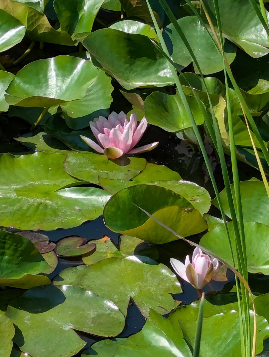 cocothebun1's tweet photo. A peaceful moment with water lilies 🌿💧 https://t.co/jBE74Lsene