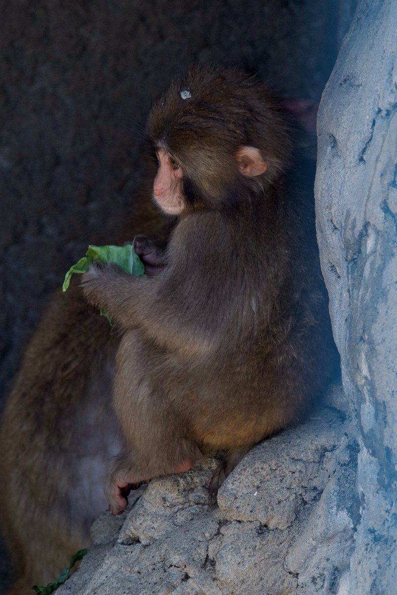 ぱんち🐒🪽 tweet media
