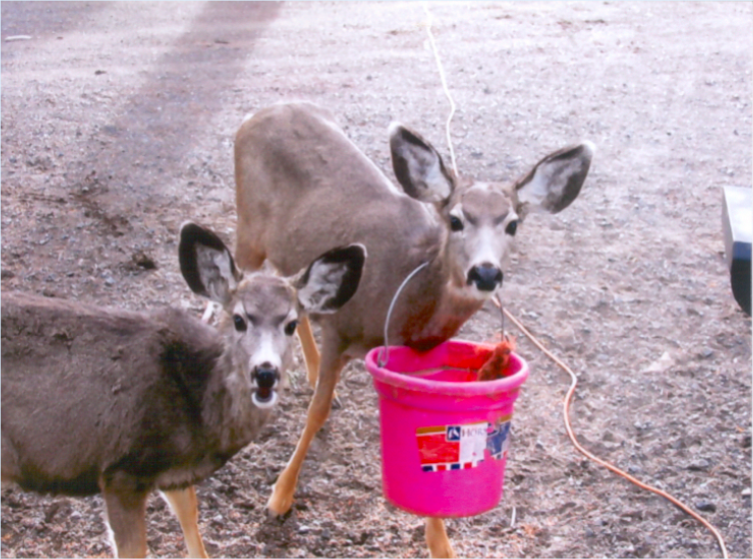kvuwr60's tweet photo. The Central Oregon LandWatch is urging those to sign the petition to support A Quality Natural Environment, an urban planning goal that will preserve and enhance wildlife habitat by maximizing green spaces and sustainable practices: Sign here: https://t.co/4cGw2Bdmpr

#60animals https://t.co/XsD8btfr16
