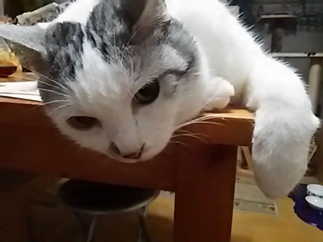 ぴんぽん tweet media