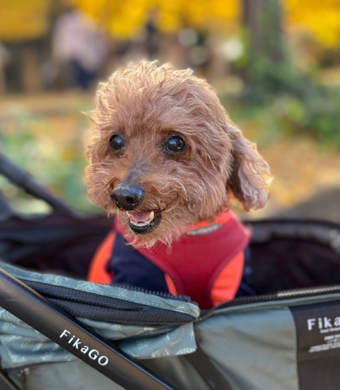 自然生活🐶🐱🕊迷子犬猫鳥迷子保護RT~リプの通知が来ないことがあります tweet media
