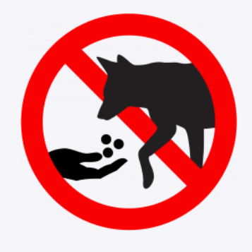 yichc19's tweet photo. Small actions can make a big difference in reducing human-coyote conflict. Securing trash, bringing pet food inside, and supervising pets are simple ways to help coyotes stay wild and avoid unnecessary encounters.  #60animals #Coyotes https://t.co/3gSSTMsKnW