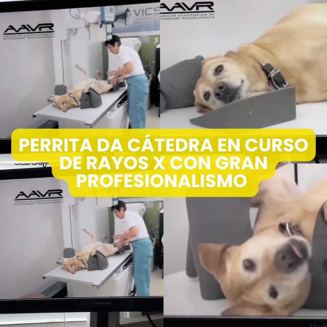 Gatitos y Perritos Chidos tweet media