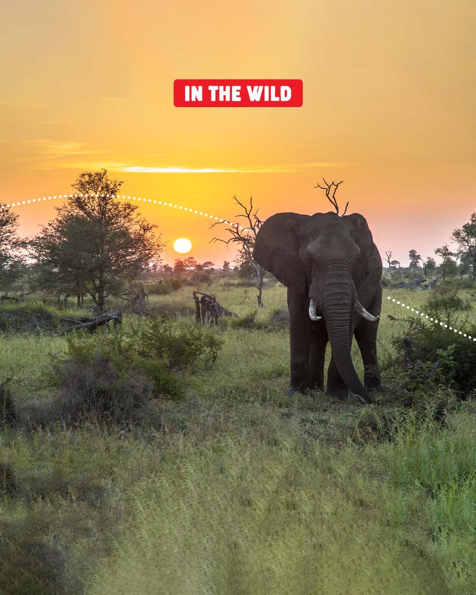 South African Tourism tweet media