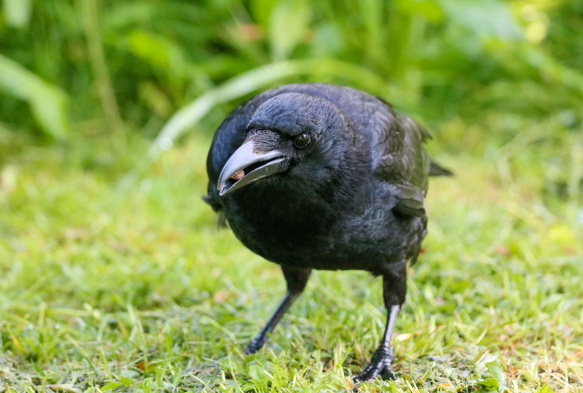 CrowMonthly's tweet photo. Be right with you, just finishing breakfast. https://t.co/tbmdE9FTfw