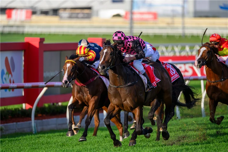 R&S Bloodstock tweet media