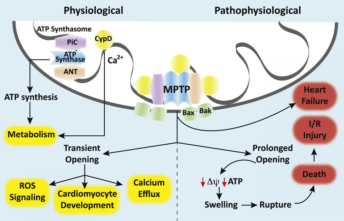 photobiogenesis's tweet photo. When mPTP pores open it dramatically increases the permeability of the inner mitochondrial membrane

This rapidly dissipates the charge gradient, and is used to free radicals to signal stress to the cell nucleus, and with prolonged activation kills the mitochondria and cell

"Staying in the resting living state signifies being alive. Engaging in reversible shift between the resting and active living state represents life activity. Irreversible shift into the active state ends in the death state"
- Gilbert Ling