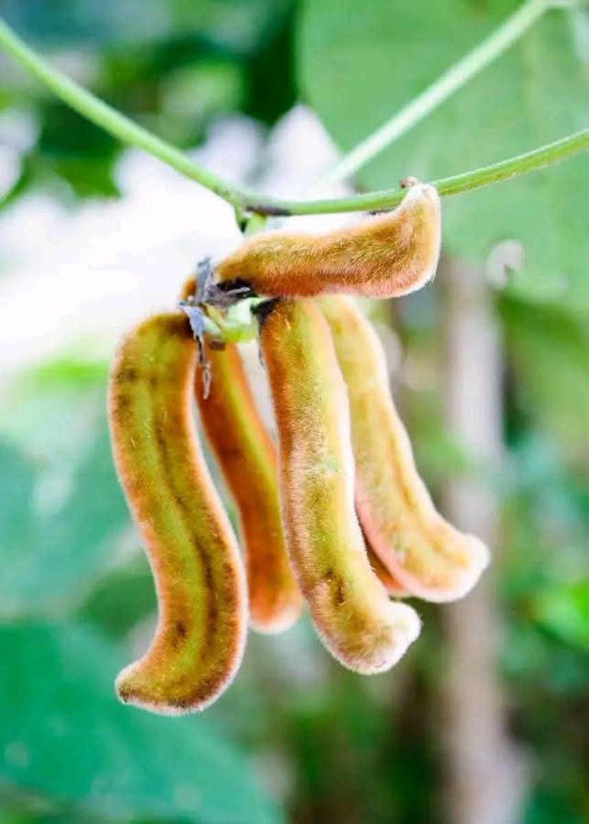 shuaib_gimba_'s tweet photo. Day 5 of posting nature until x algorithm finds me worthy.

Only legends know this fruit. One of my favorites back then, it’s good for your skin. Have you ever tried it before? https://t.co/LnxvwnxDIz