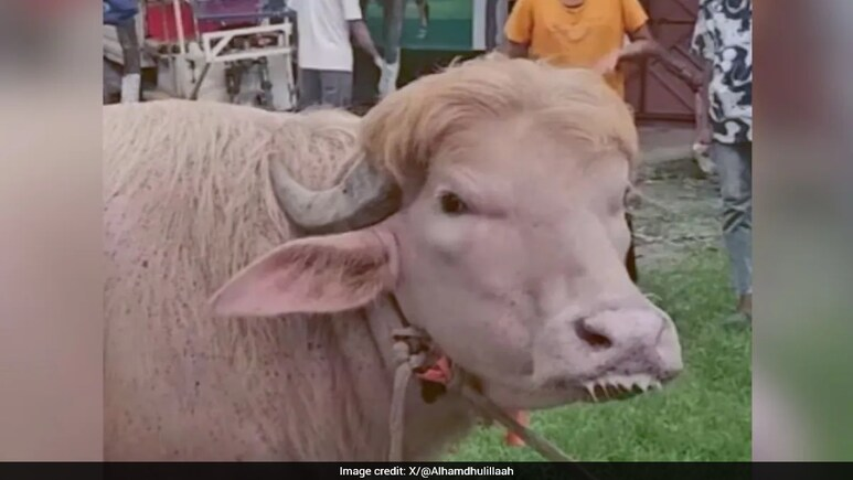 NDTV tweet media