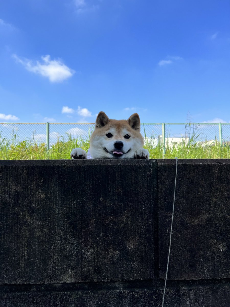柴犬ハナ🌈︎︎☁☀️ tweet media