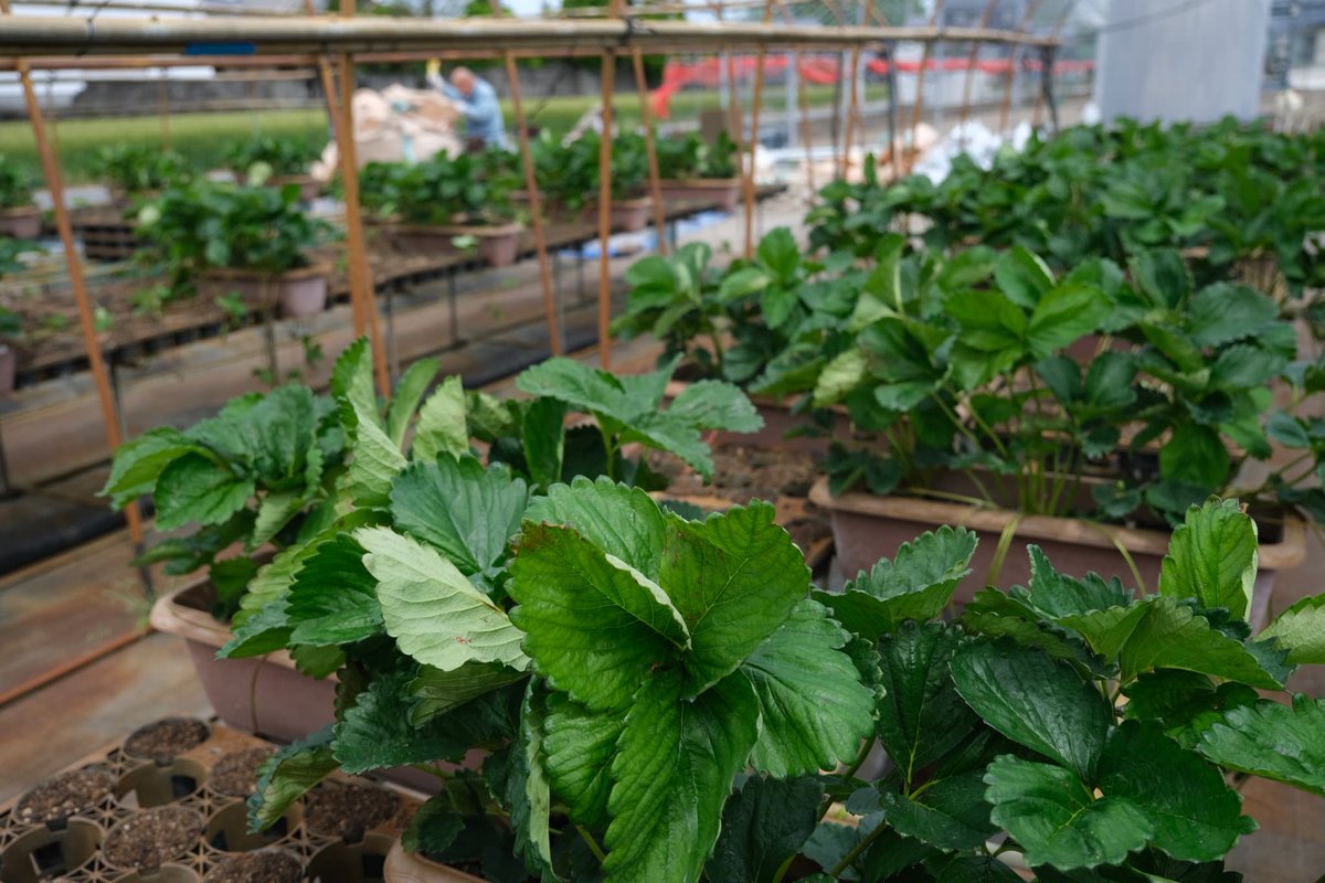 ONEGO90532758's tweet photo. いちごの土入れ作業、はじまりました🍓
親株から伸びた茎の下に、土の入ったポットをセット。
土を感じると、そこにしっかりと根を張っていきます。

根が安定したら親株から切り離し、
ある程度の大きさまで育ててハウスへ🌱
こうして、次のあまおうへと育っていくのです✨
#あまおう
#ONEGO
#ワンゴ https://t.co/hywOFx1sPU