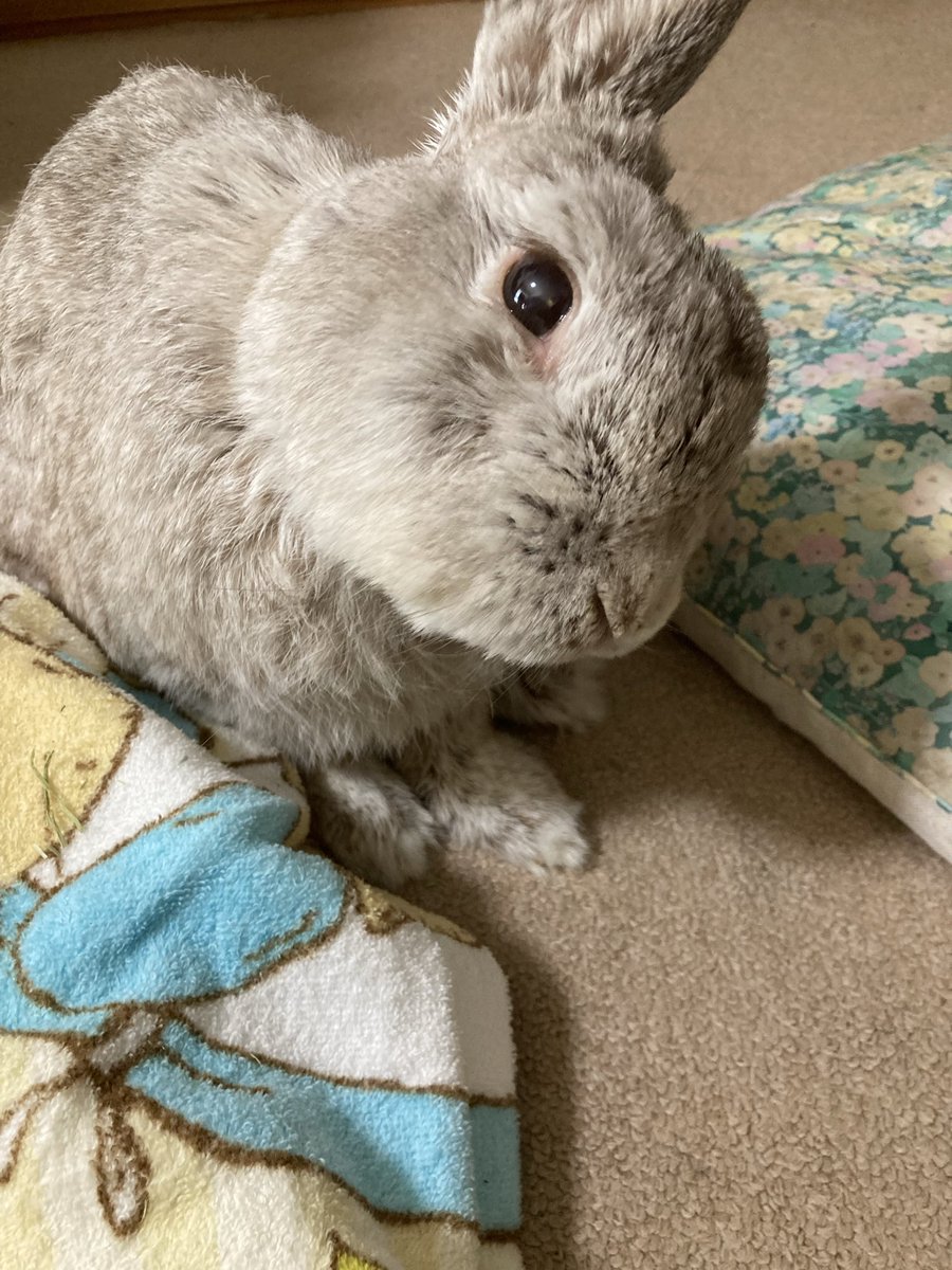 靴下王子のむぎ🧦🐇 tweet media