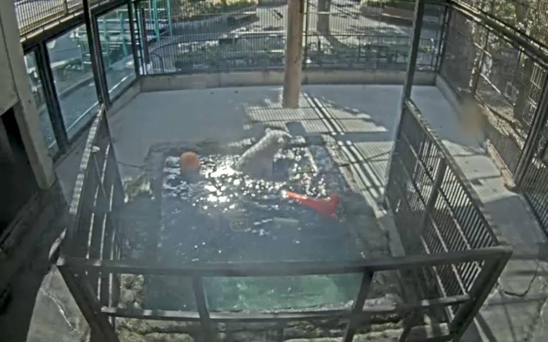愛媛県立とべ動物園【公式】@クラウドファンディング挑戦中 tweet media