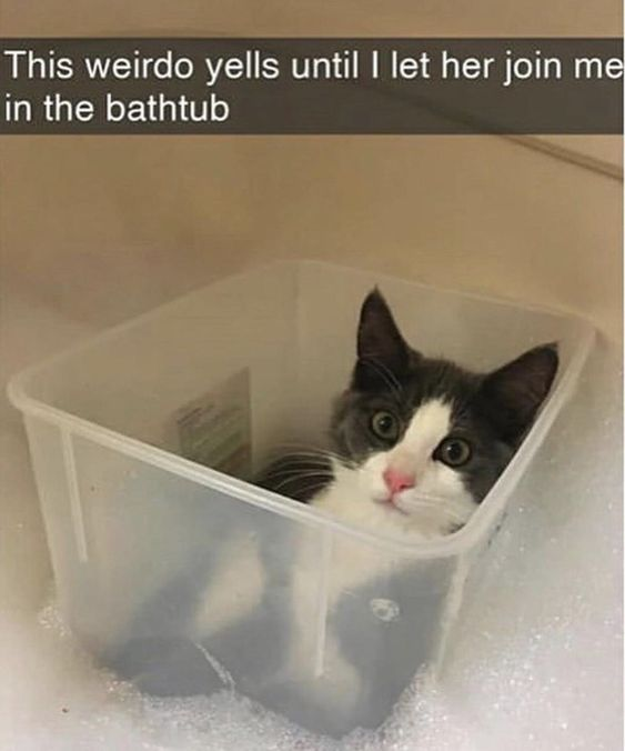 WholesomeMemes tweet media