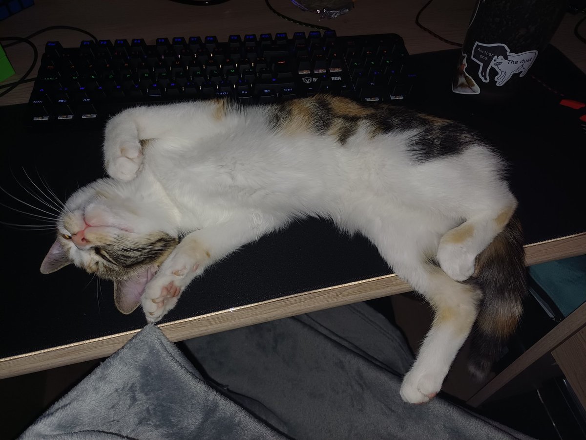 Am_shy_'s tweet photo. @vthebluu eepy kitty https://t.co/9x44TcrU6H