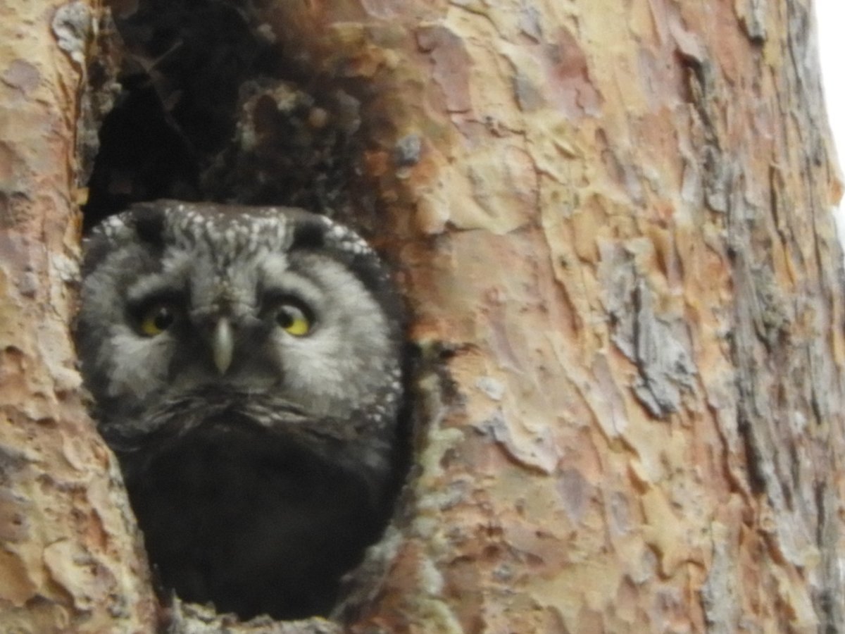 AlisonRaby3's tweet photo. Some highlights from Białowieża forest and Biebrza marshes with @wildlifeguidePL thrush nightingale, red footed falcon, beaver, tengmalm's owl https://t.co/jv4m32DJjJ