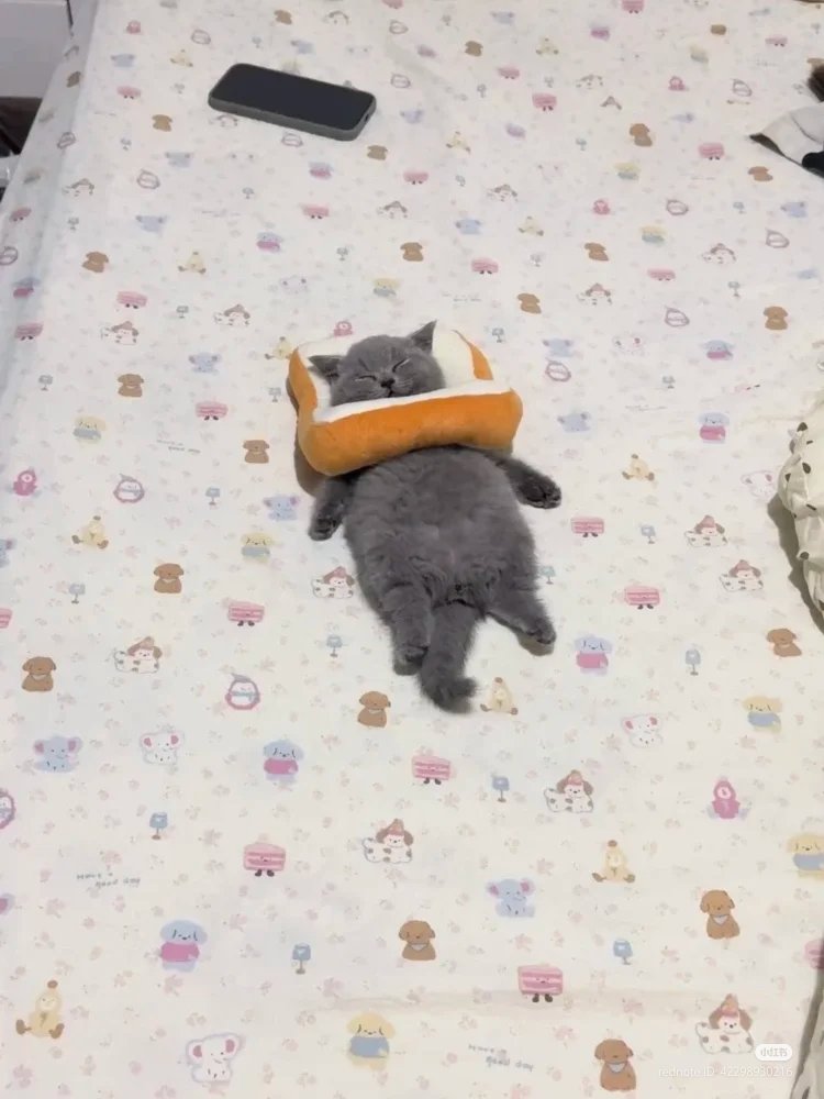 No Context Cats tweet media