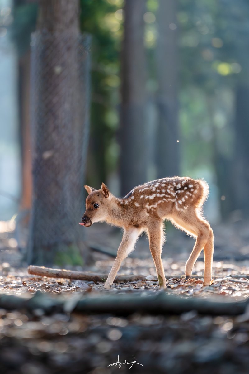 奈良公園では今、沢山の新しい命が生まれています。