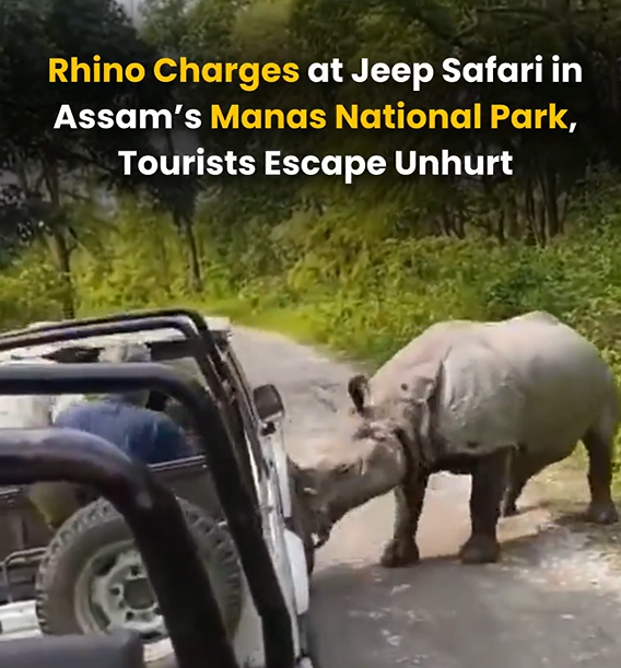AssamTrendts9v's tweet photo. Nature doesn’t need to roar every day to remind us who truly owns the wild. 

The rhino charge at a safari jeep inside Assam’s 
#ManasNationalPark was both terrifying and humbling - 
a powerful reminder that wildlife deserves distance and 
respect.

#Assam https://t.co/36RrFPTZcf