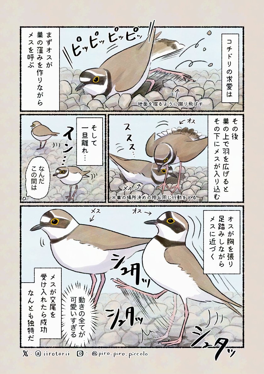「コチドリの作法」
儀式のように色んな動きをします! 