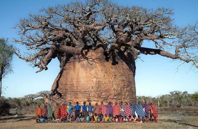 Rainmaker1973's tweet photo. "Tsitakakantsa" The largest Baobab tree in Madagascar is fading away after a long life of 1,200 years old https://t.co/hWn6lN7is9