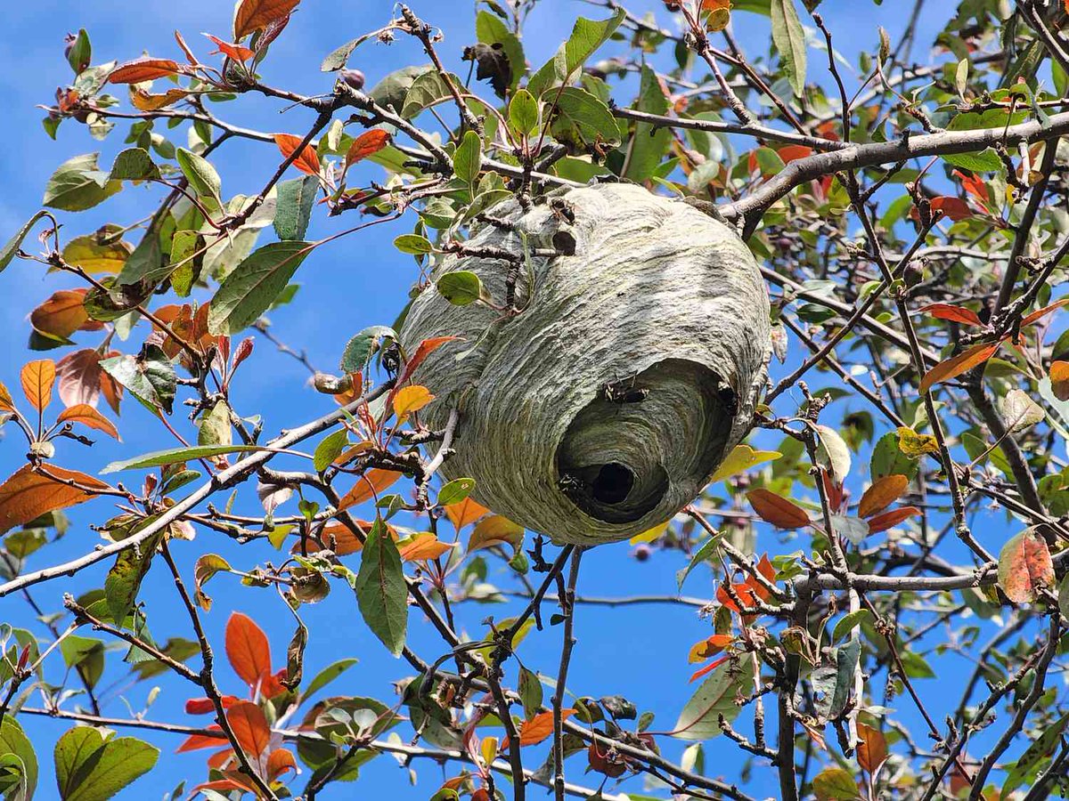 Atlantic Exterminating Inc tweet media