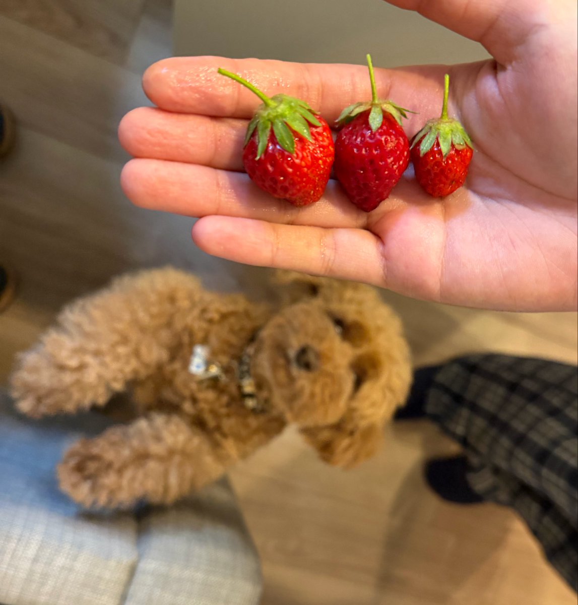 5号6号7号🍓 with チョコ #イチゴ #いちご #苺 #strawberry #トイプードル