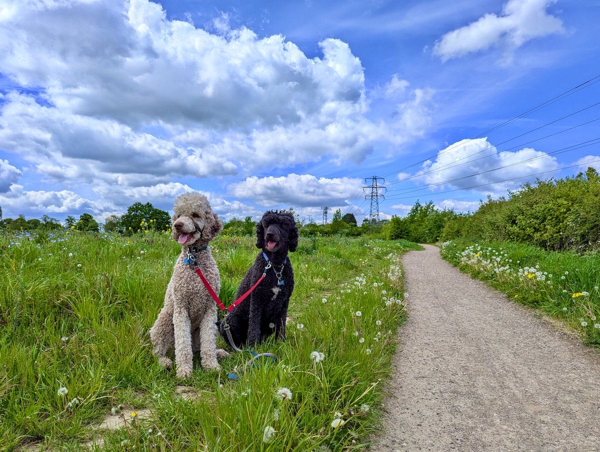 ads_robcooling's tweet photo. Theo and Perci on a sunny walk. ☀️ Love all the wild flowers. 🙂 https://t.co/xlKflhNpP6