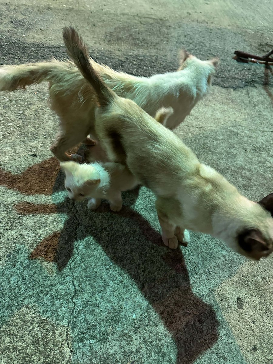 𑣲kittygang⊙⊝⊜💢🍓𝐀𝐑𝐈𝐑𝐀𝐍𝐆⟭⟬ tweet media