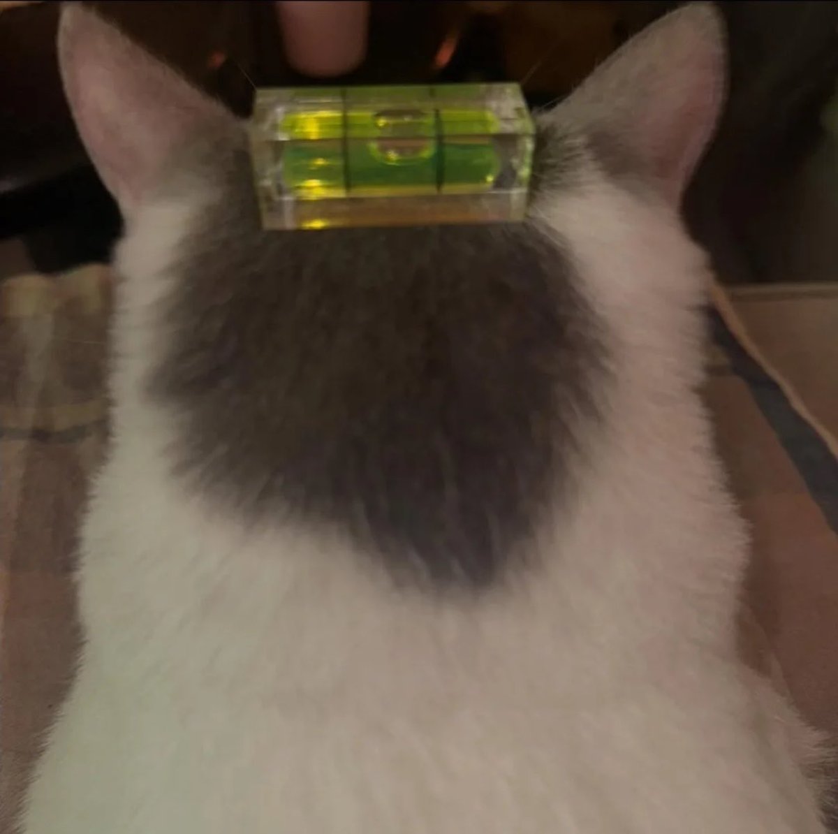 gatos fazendo gatices tweet media