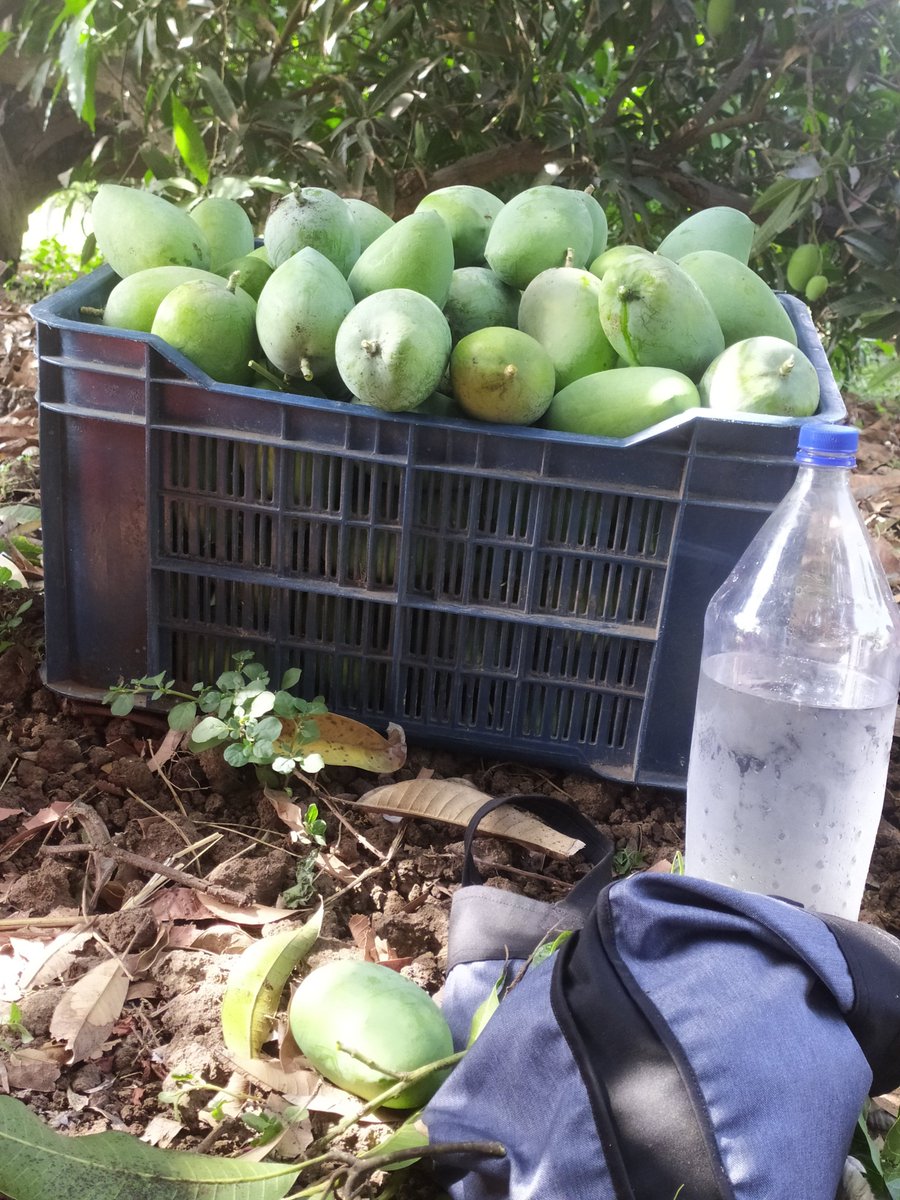 amdavadaddict's tweet photo. કહો તો હુ પણ મોકલાવી દઉં 🥭 😃
એ પણ પાછી પ્રીમિયમ પ્લસ હો.
#પ્રીમિયમકેસર https://t.co/etPQqjYWuq