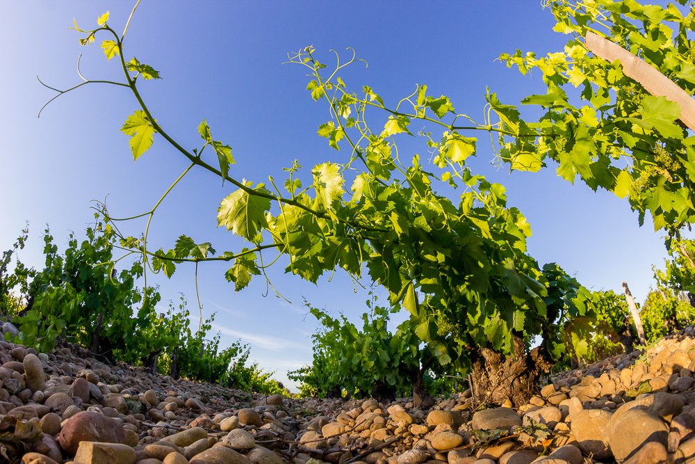 chateaudenalys's tweet photo. #chateaudenalys #vignobles #chateauneufdupape🍃☀️ https://t.co/zGl8VwOsBm