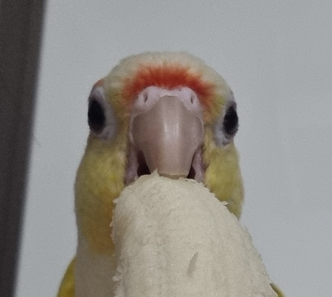 완두가포동~🦜 tweet media